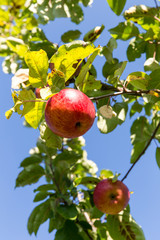 Rote Äpfel am Baum - Apfel am Ast