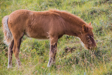 Fototapeta premium Icelandic horse on a green field