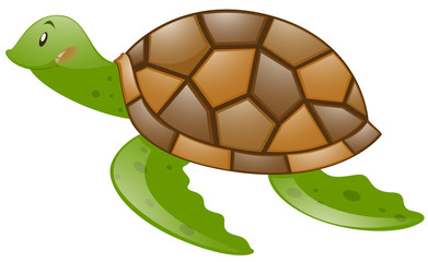 Cute turtle with brown shell