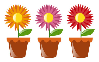 Flower pots with three flowers