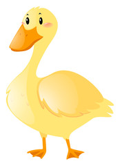 Little duck on white background