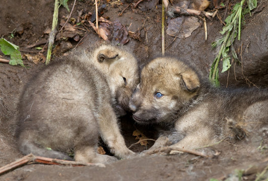 Timber wolf cubs playing near their den