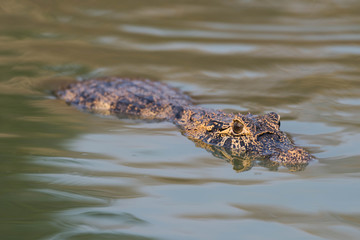 Yacare caiman swimming through green rippled water