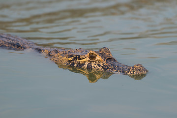 Yacare caiman swimming through calm green water