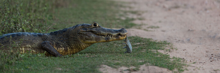Panorama of yacare caiman holding dead fish