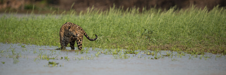Panorama of jaguar in shallows beside grass