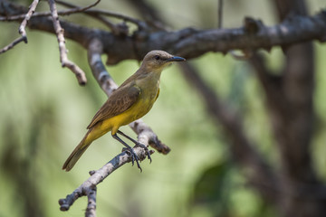 Tropical kingbird on branch in dappled sunlight