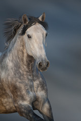 Fototapeta na wymiar White horse with long mane portrait in motion against dark sky
