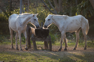 Obraz premium Two backlit horses drinking from water trough