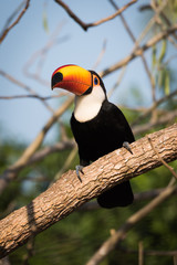 Toco toucan perched on branch in sunshine