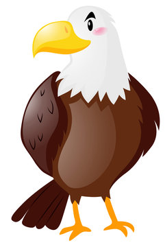 Wild eagle on white background