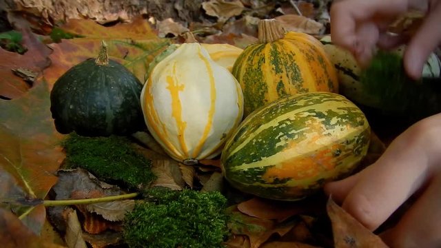 Zucche decorative - Autunno