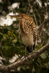 Rufescent tiger heron on branch in profile