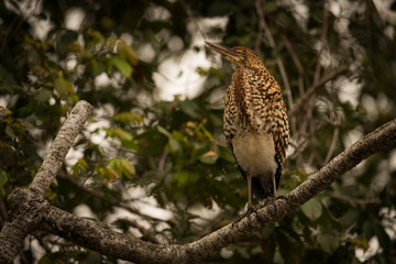 Rufescent tiger heron on branch looking up