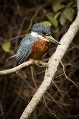 Ringed kingfisher perched on branch facing right