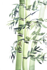 Fototapeta na wymiar Watercolor paintings of bamboo