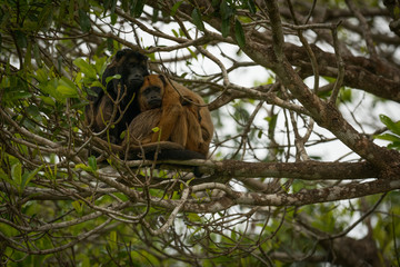 Male and female black howler monkeys sitting