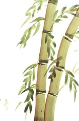 Watercolor paintings of bamboo