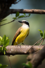 Lesser kiskadee perched on branch turning head