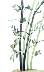 Watercolor paintings of bamboo - 125203799