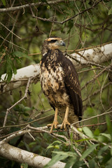Juvenile savanna hawk on branch facing right