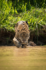 Jaguar walking through muddy shallows towards camera © Nick Dale