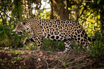 Jaguar walks right to left through undergrowth