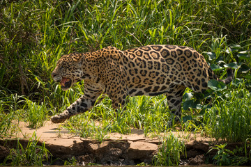 Fototapeta na wymiar Jaguar walking through grass along river bank