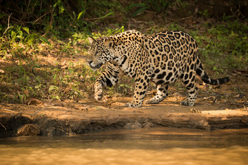 Jaguar walking beside river in dappled sunlight