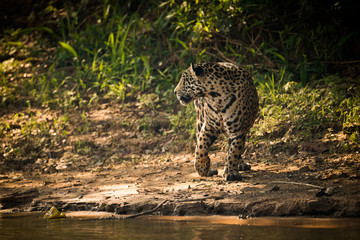 Jaguar turning beside river in dappled sunlight