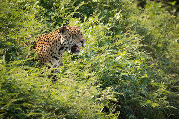 Jaguar staring out from bushes in sunshine