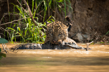 Jaguar pulling dead yacare caiman through water