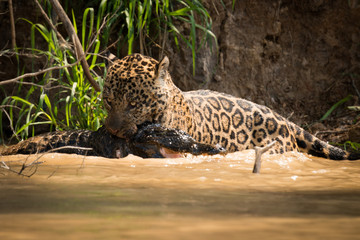 Fototapeta na wymiar Jaguar pulling dead yacare caiman through river