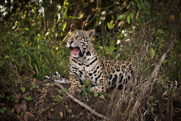 Fototapeta na wymiar Jaguar lying down on river bank yawns