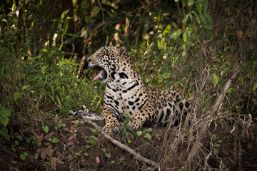Fototapeta na wymiar Jaguar lying down in leafy shade yawns