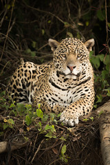 Fototapeta na wymiar Jaguar lying by log in dense forest