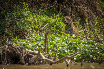 Jaguar half-hidden by undergrowth on river bank