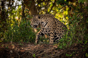 Jaguar gets up to walk through undergrowth