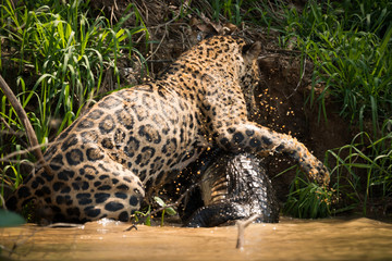 Jaguar fighting with yacare caiman in river