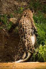 Jaguar dragging yacare caiman up river bank