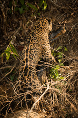 Jaguar dragging yacare caiman up muddy bank