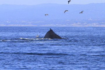 Obraz premium queue de baleine grise