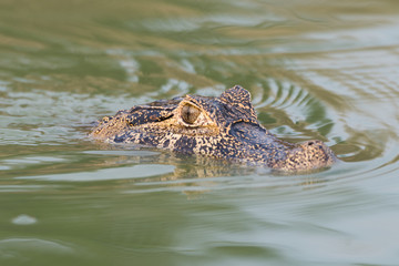 Head of yacare caiman swimming in river