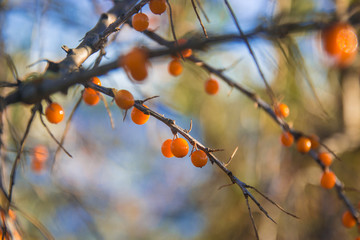 Branch of sea buckthorn on blurred background