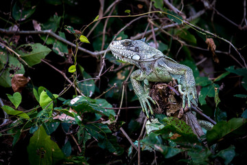 Green iguana perched on branch among leaves
