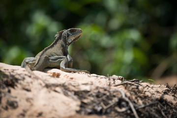 Green iguana on horizon turning to camera