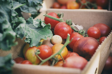 Vegetables, tomatoes harvested