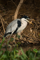 Cocoi heron with open beak by river