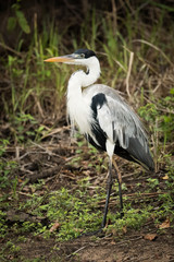 Fototapeta premium Cocoi heron walks past bushes in forest