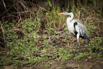 Cocoi heron walking past bushes in forest